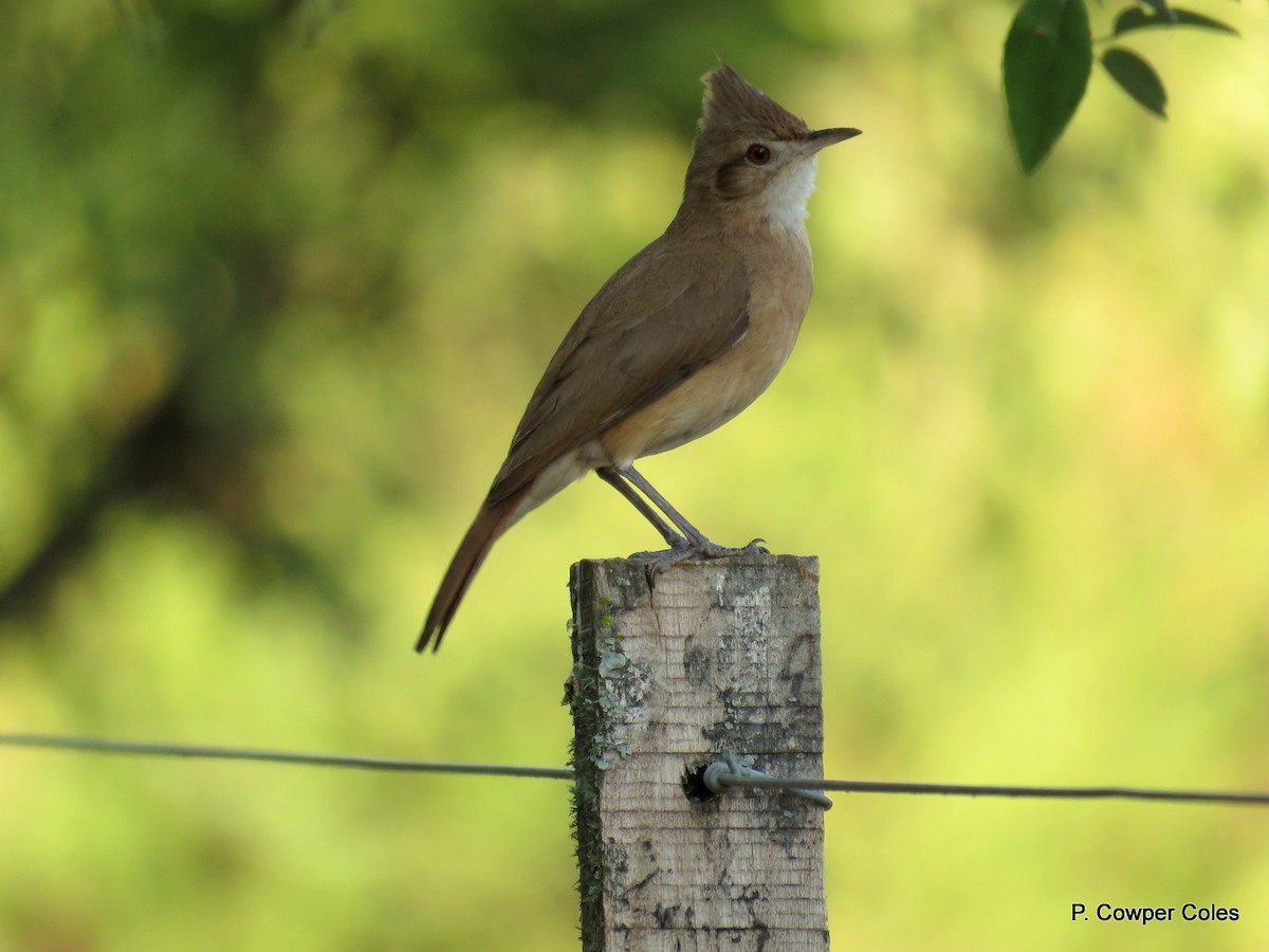 Crested Hornero - Patricio Cowper Coles