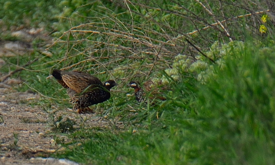 Black Francolin - Sinan Yılmaz