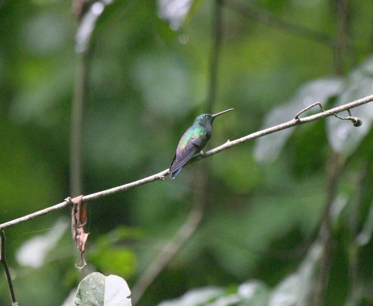 Blue-vented Hummingbird - ML222292041