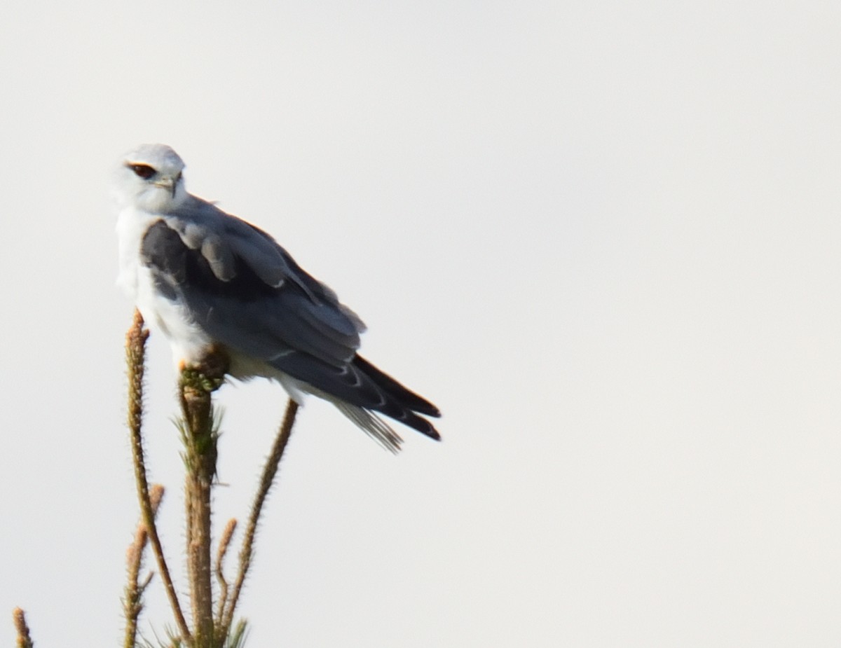 Black-winged Kite - ML222292881