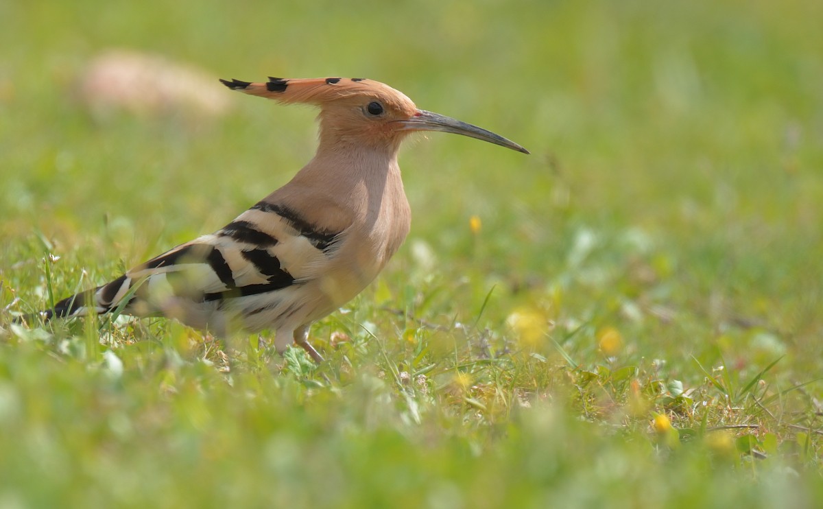 Eurasian Hoopoe - ML222294421