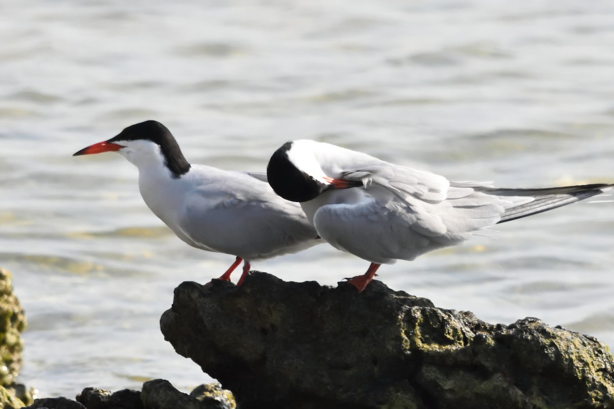 Common Tern - ML222294701