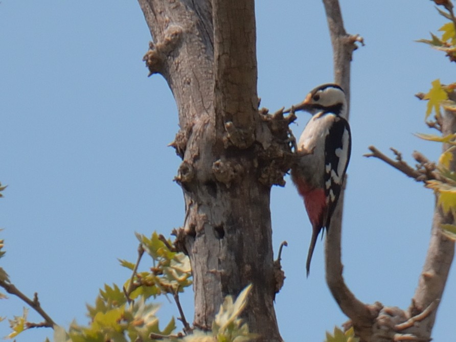 Syrian Woodpecker - Sinan Yılmaz