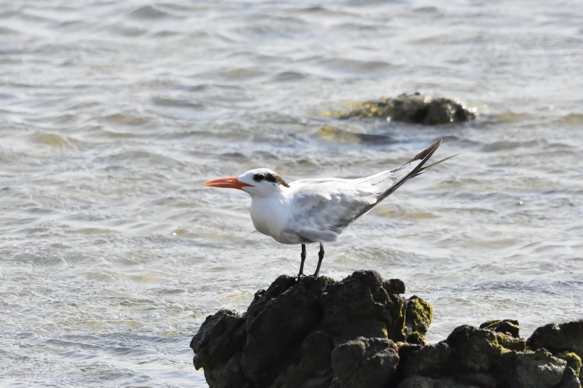 Royal Tern - ML222294951
