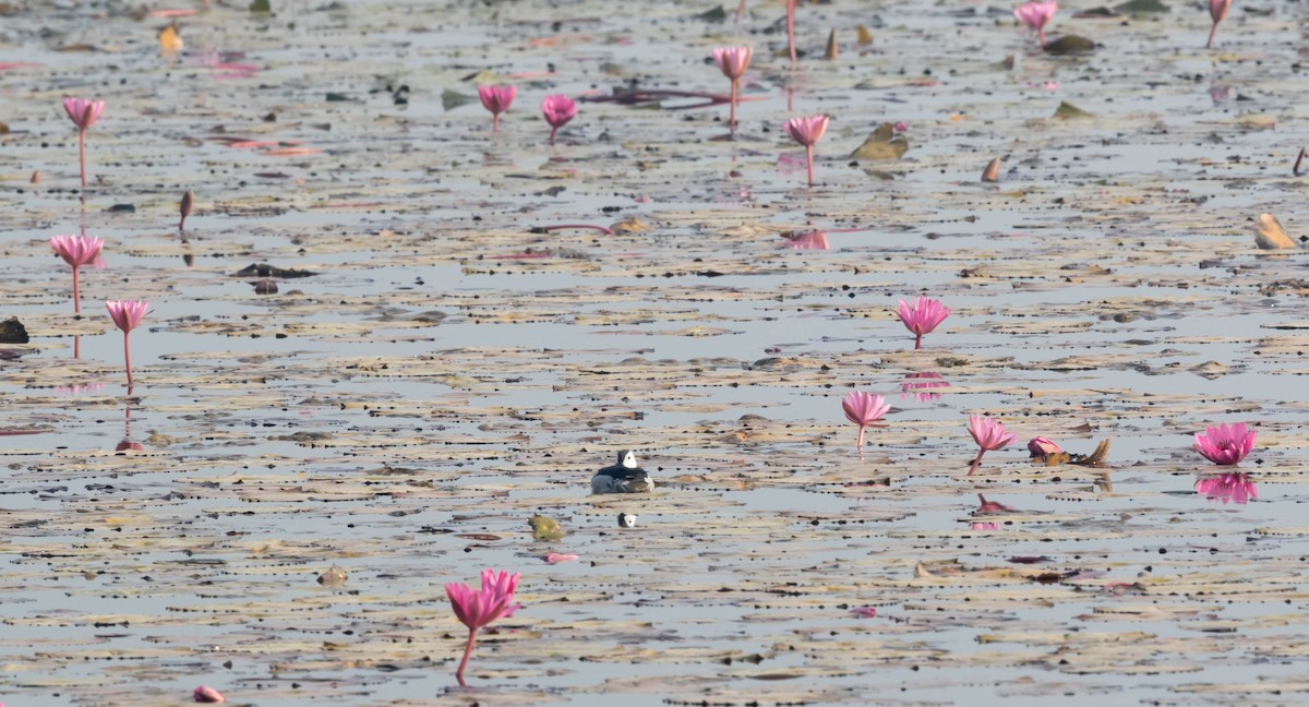 Cotton Pygmy-Goose - ML222295091