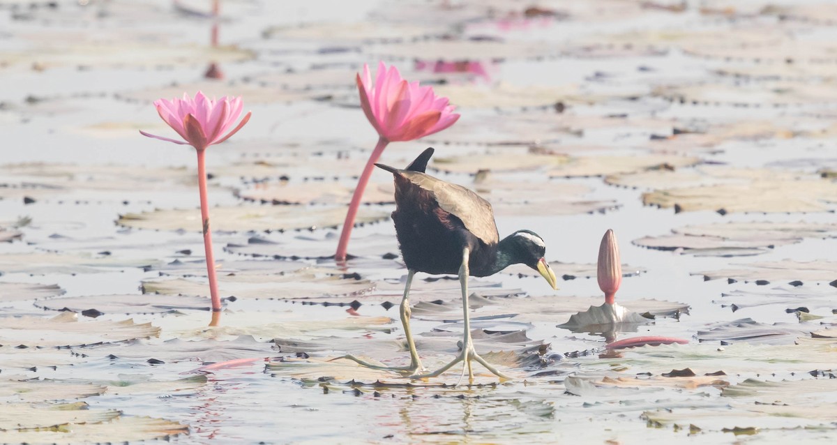 Bronze-winged Jacana - ML222295221