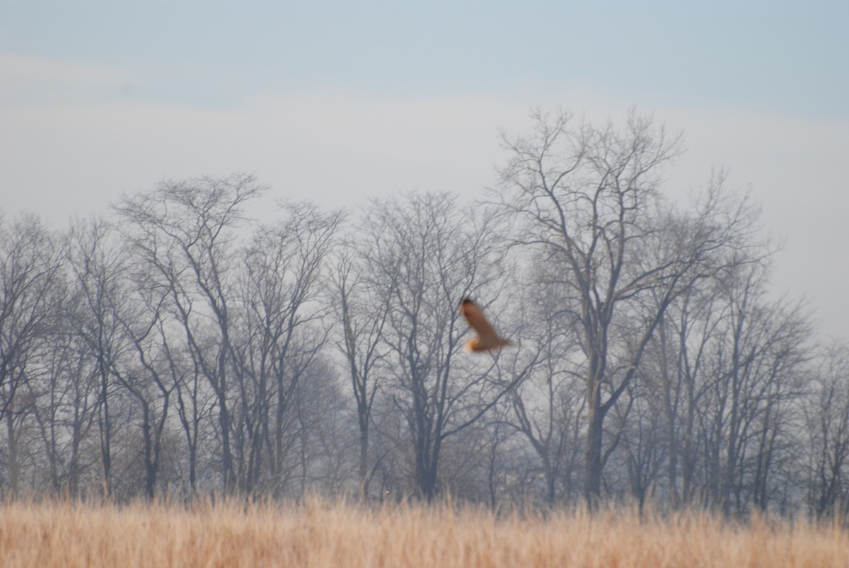 Short-eared Owl - ML222295251