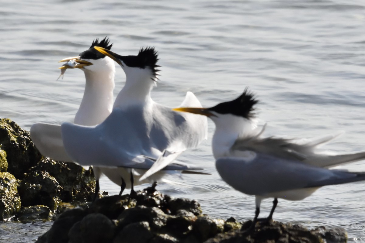 Sandwich Tern (Cayenne) - ML222295351