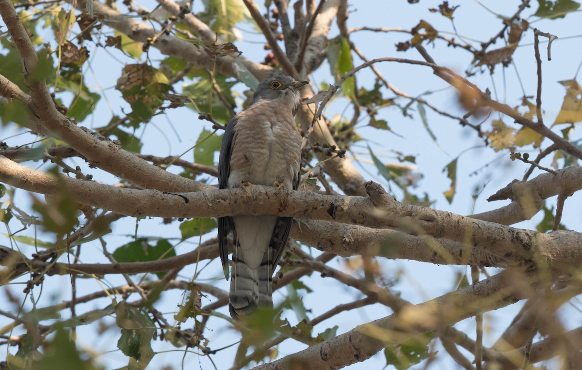 Common Hawk-Cuckoo - ML222295411