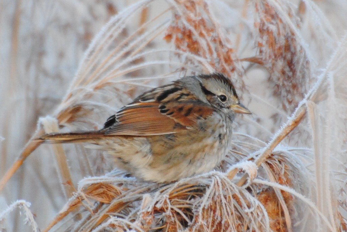 Swamp Sparrow - ML222295441