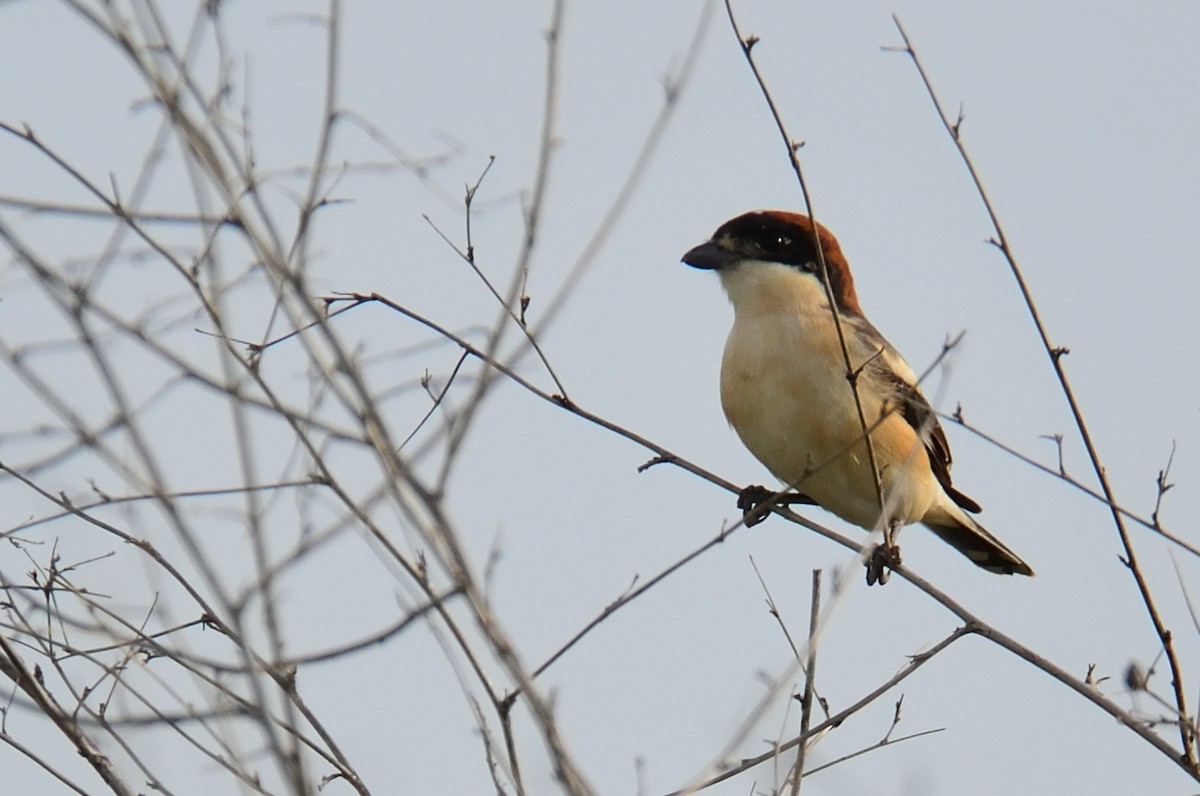 Woodchat Shrike - Sinan Yılmaz