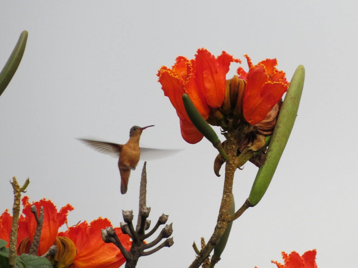 Cinnamon Hummingbird - ML22229571