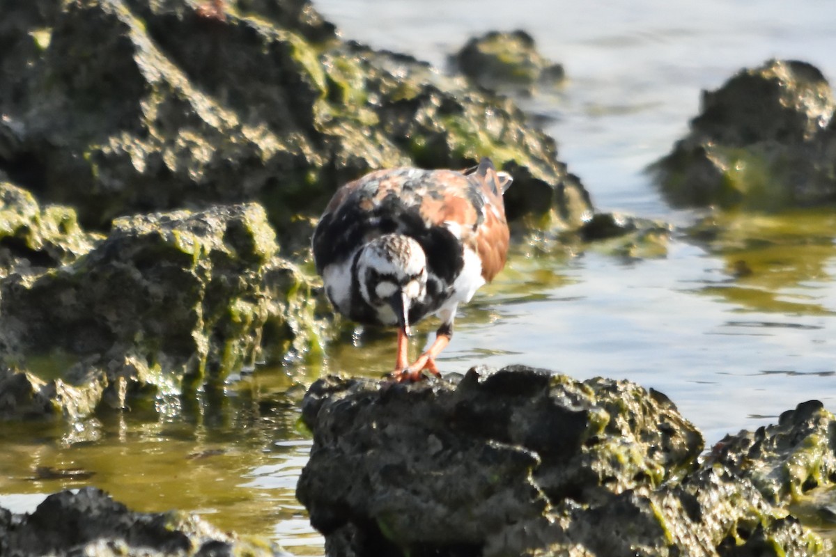 Ruddy Turnstone - Bert Schreuders