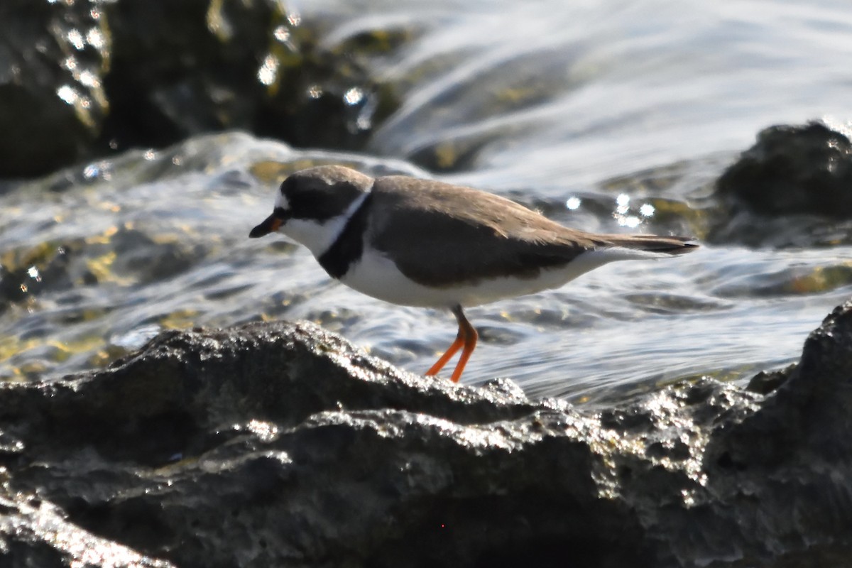 Semipalmated Plover - Bert Schreuders