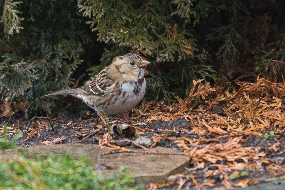 Harris's Sparrow - ML22229741