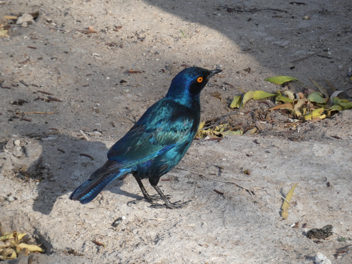 Cape Starling - ML222297731