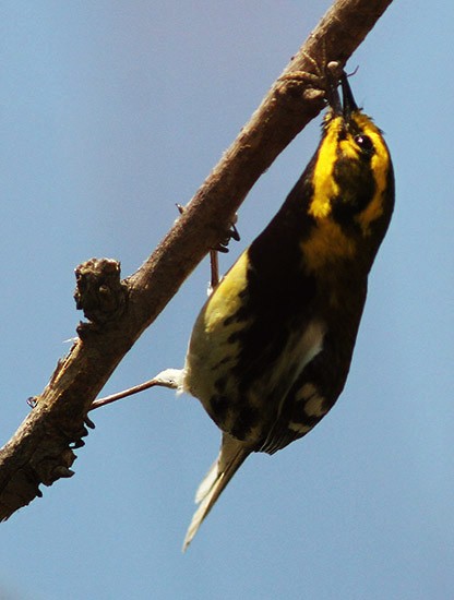 Townsend's x Black-throated Green Warbler (hybrid) - ML22229781