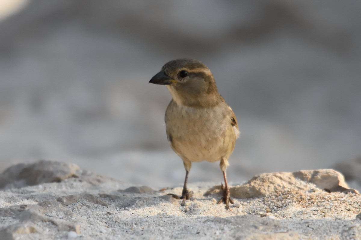 House Sparrow - ML222297871