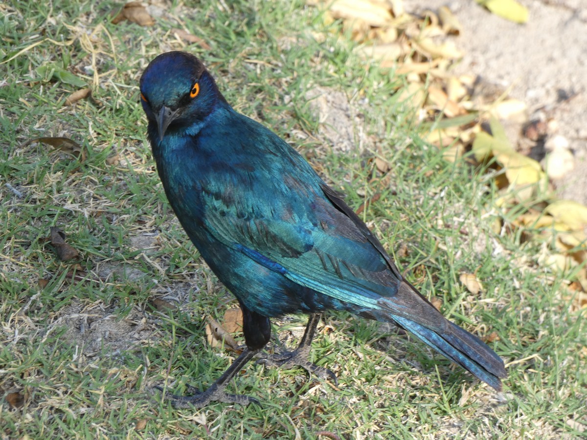 Cape Starling - ML222297891