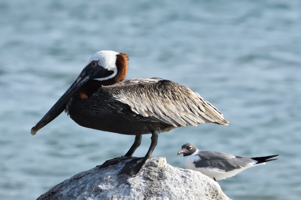 Laughing Gull - ML222298131