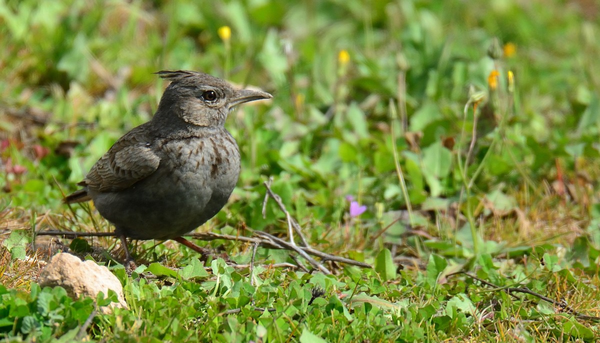 Crested Lark - Sinan Yılmaz