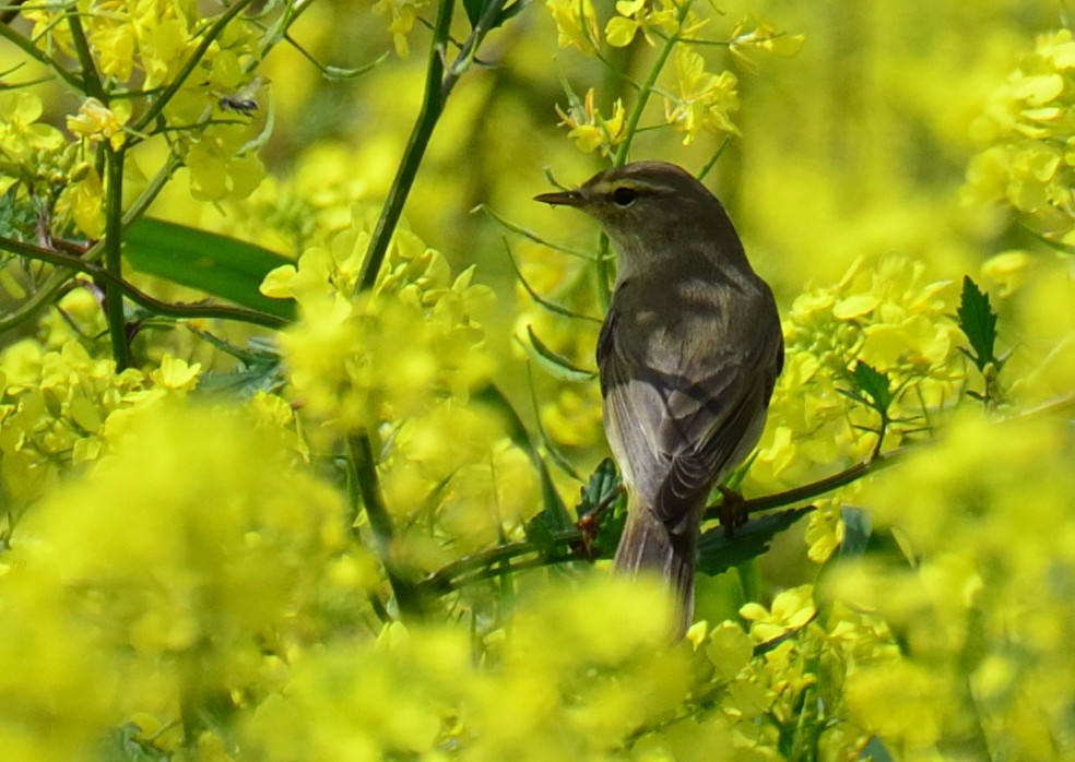 Willow Warbler - Sinan Yılmaz