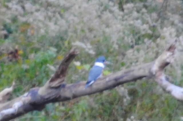 Belted Kingfisher - ML222302131