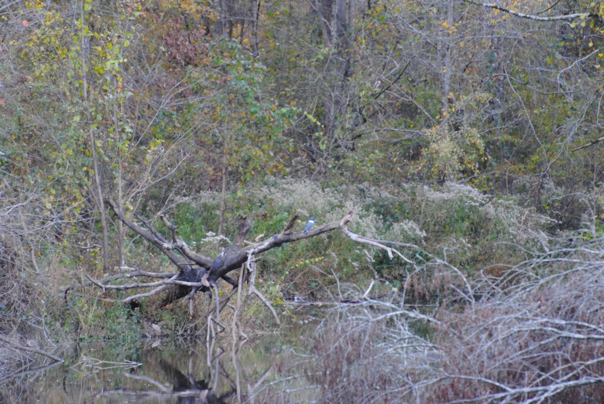 Belted Kingfisher - ML222302161