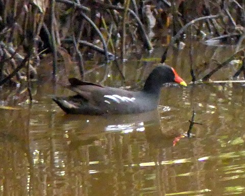 Хажилгат түнжүүр - ML222303031