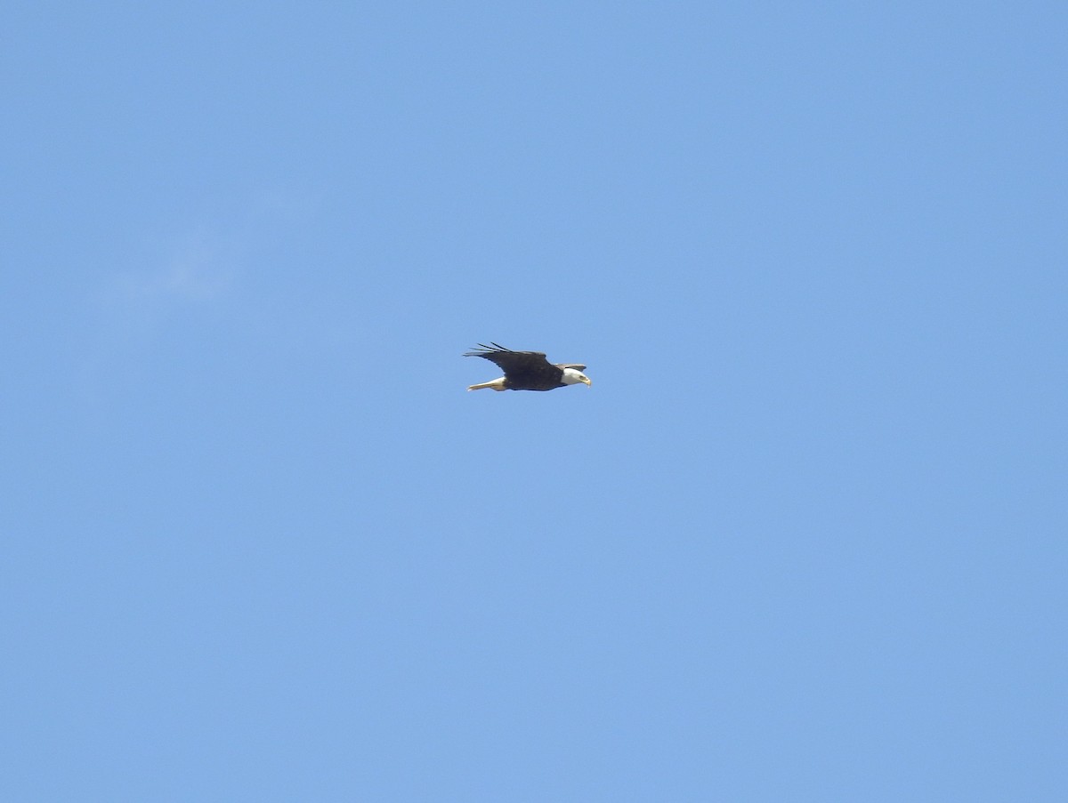 Bald Eagle - ML222303181