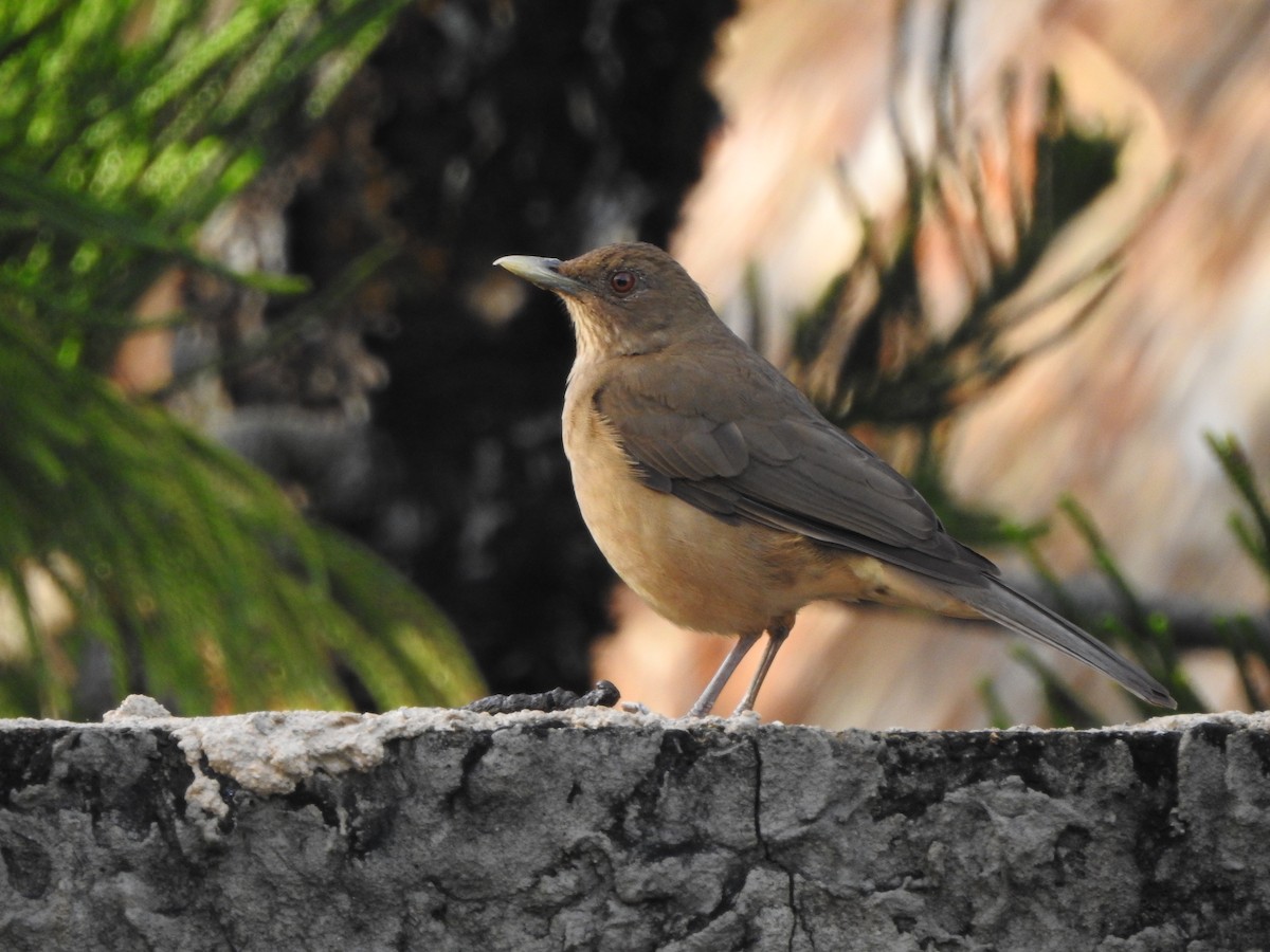 Clay-colored Thrush - Larry Chapin
