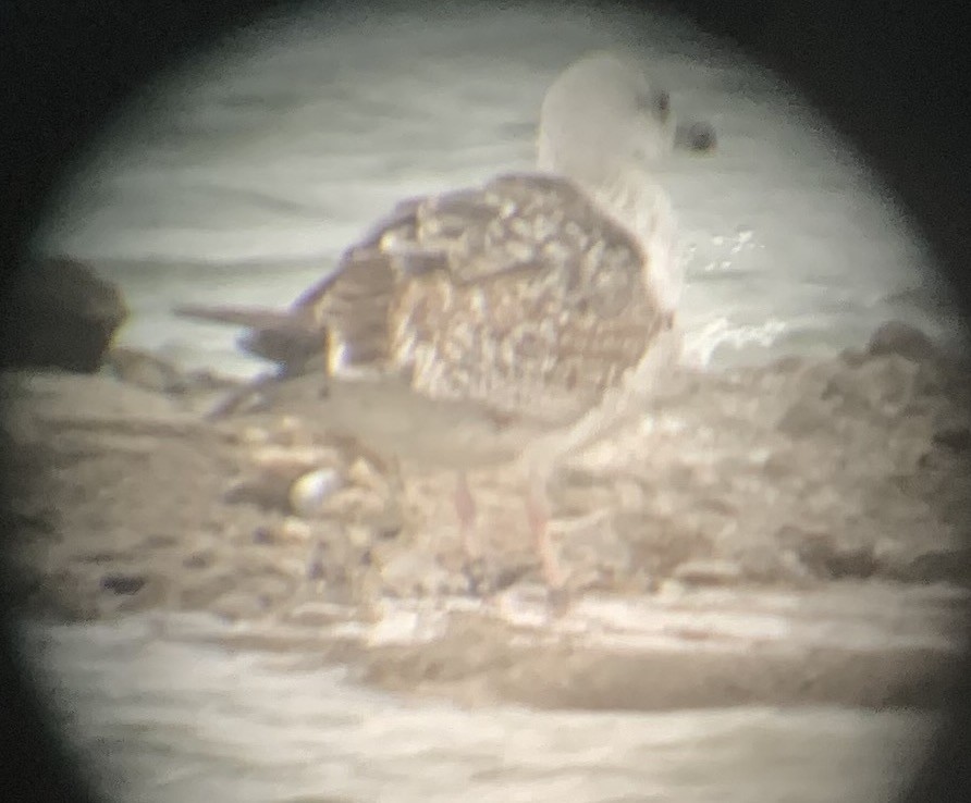 Great Black-backed Gull - ML222303631