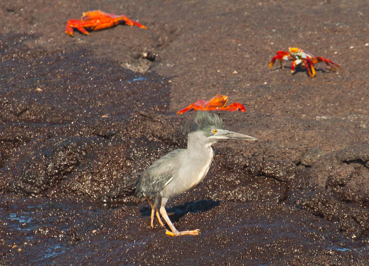 Striated Heron - ML222304811