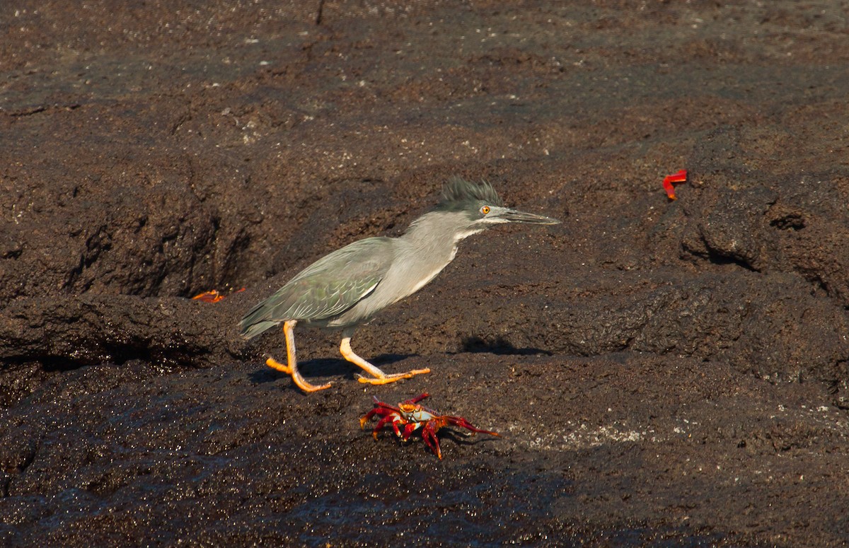 Striated Heron - ML222304871