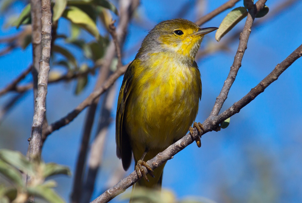 Yellow Warbler - ML222305011