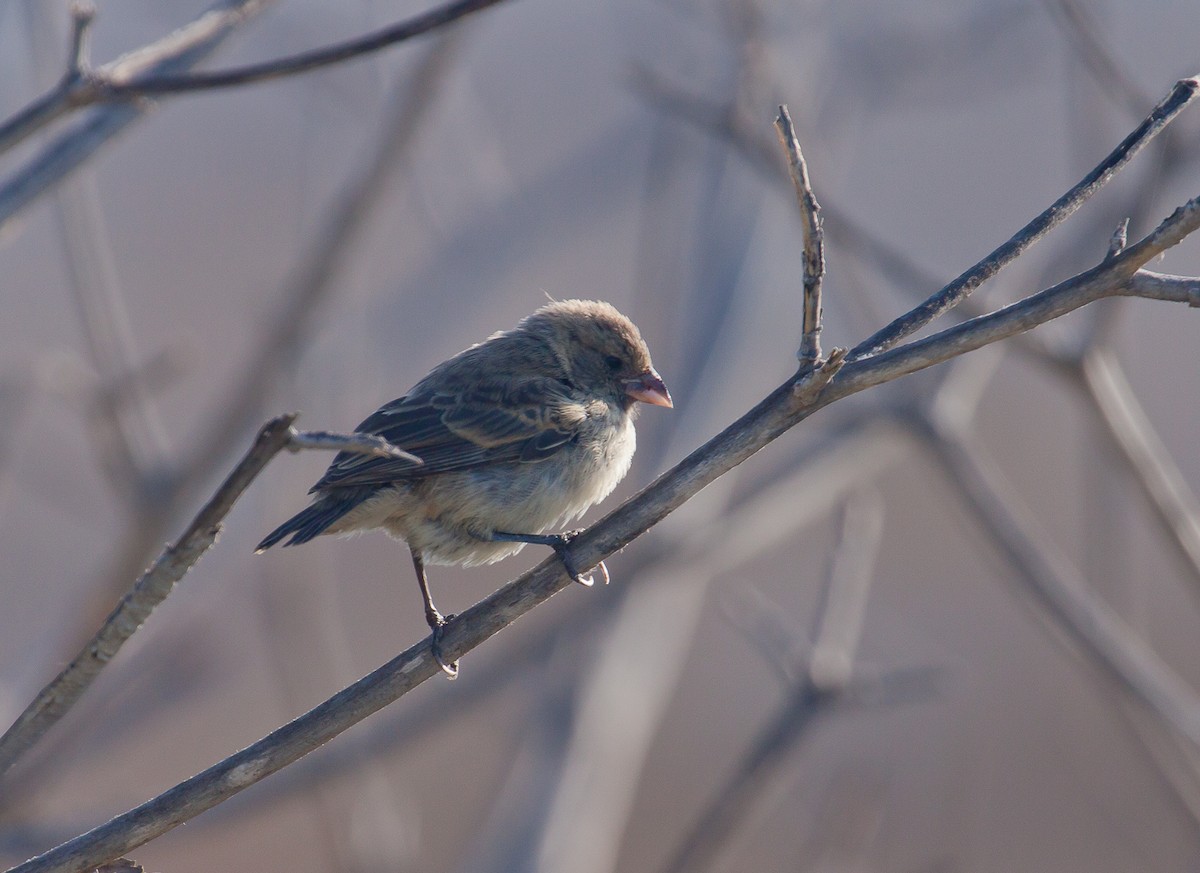 Small Ground-Finch - ML222305031