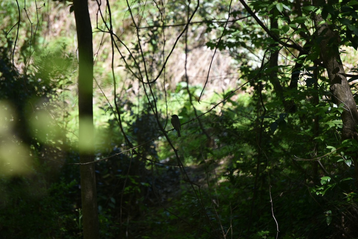 Eastern Phoebe - ML222305201