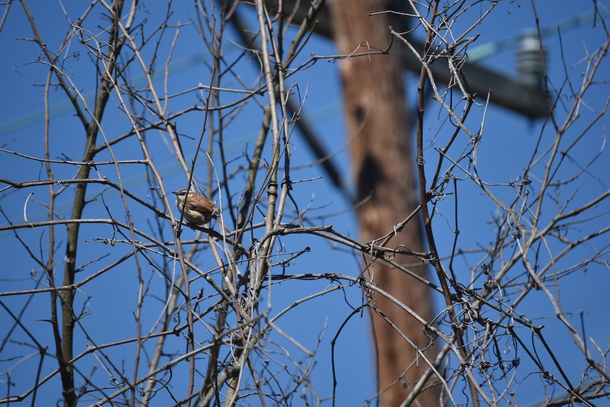 Carolina Wren - ML222305241