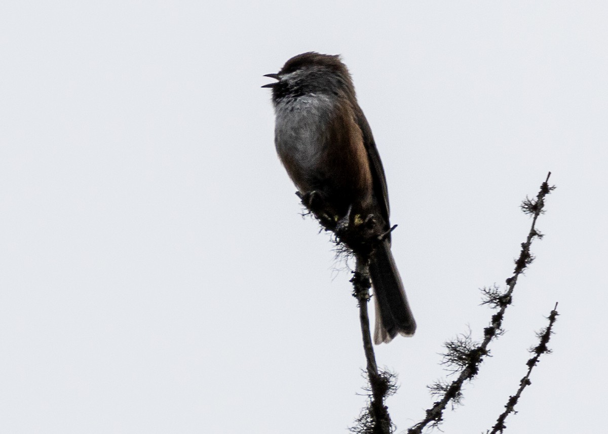 Mésange à tête brune - ML222305311