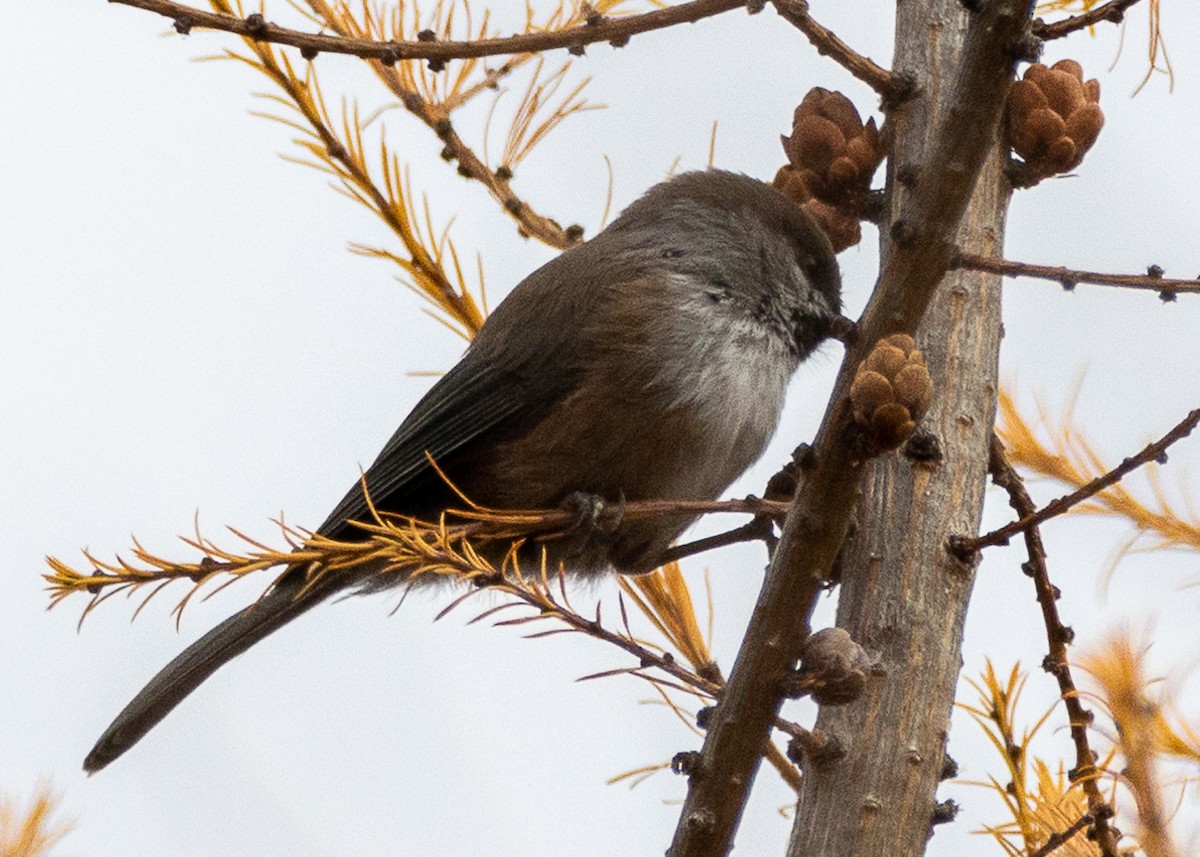 Mésange à tête brune - ML222305331