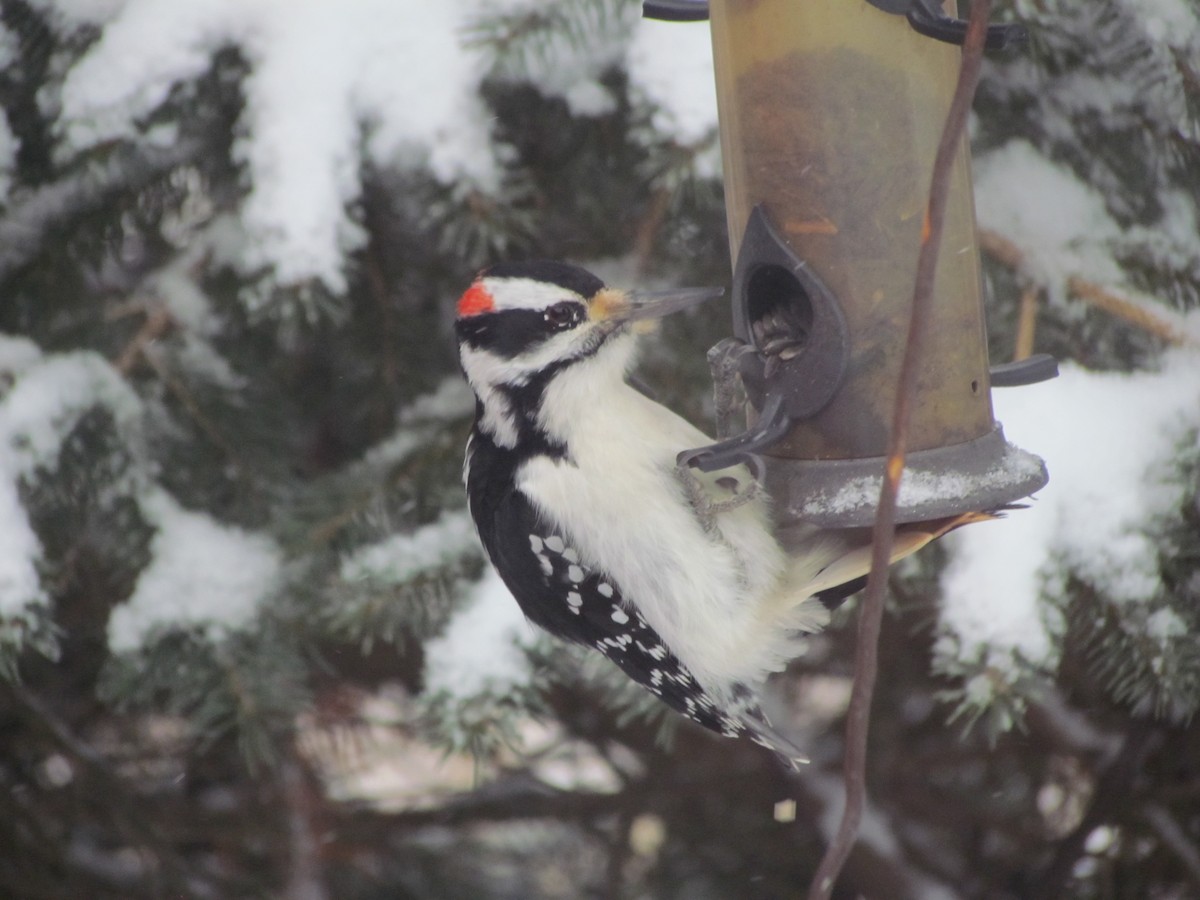 Hairy Woodpecker - ML22230561