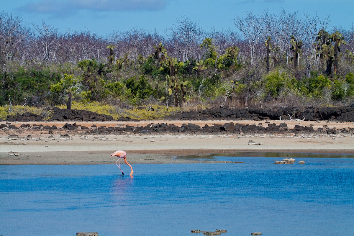 American Flamingo - ML222307481