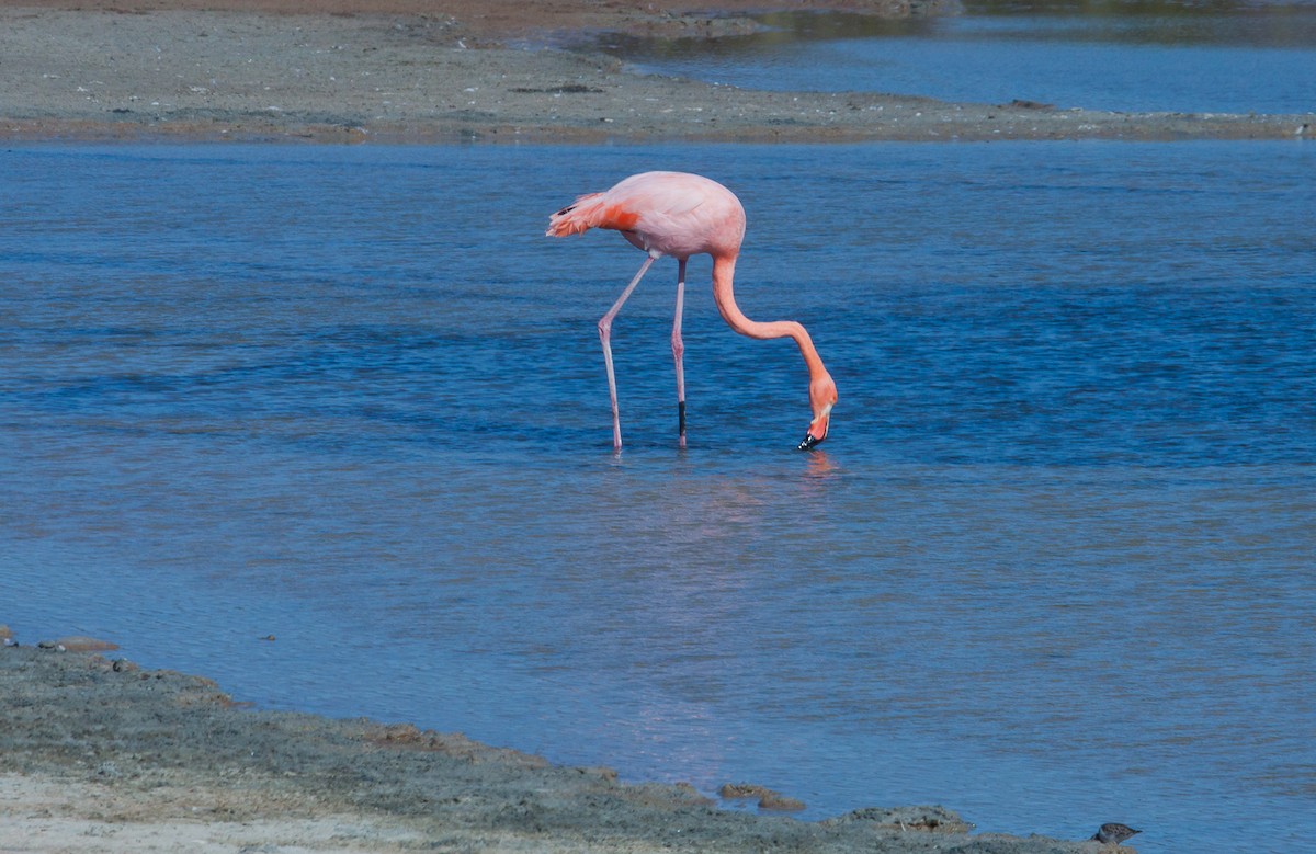 American Flamingo - ML222307491
