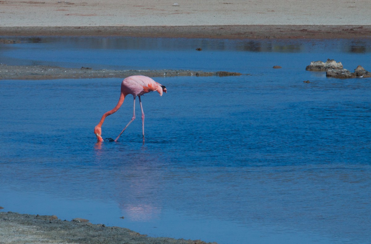 Amerika Flamingosu - ML222307501