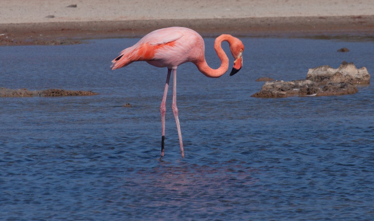 Amerika Flamingosu - ML222307511