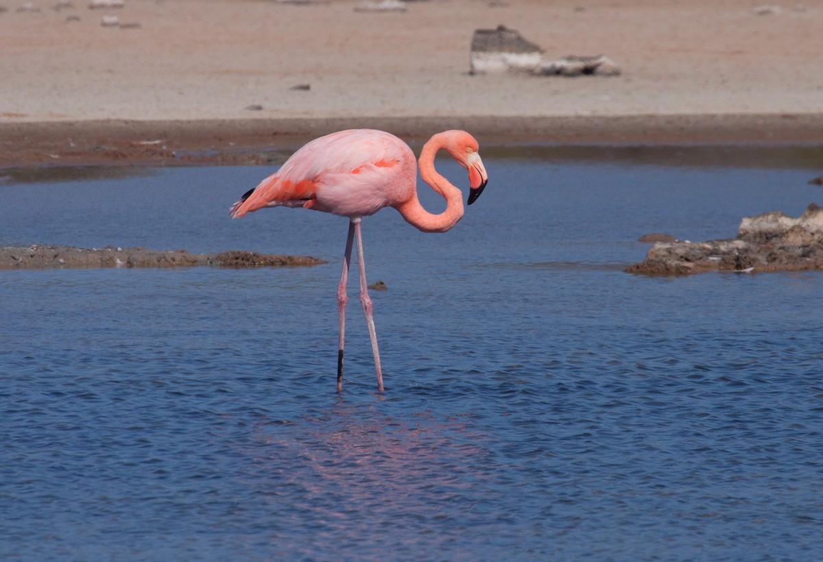 American Flamingo - ML222307521