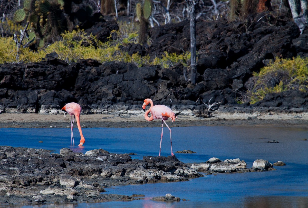 American Flamingo - ML222307581