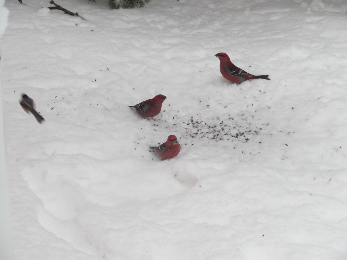 Pine Grosbeak - ML22230781