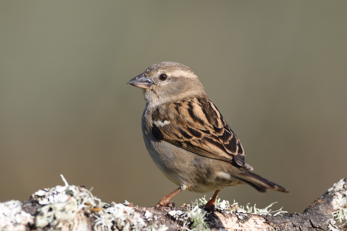 House Sparrow - Santiago Caballero Carrera