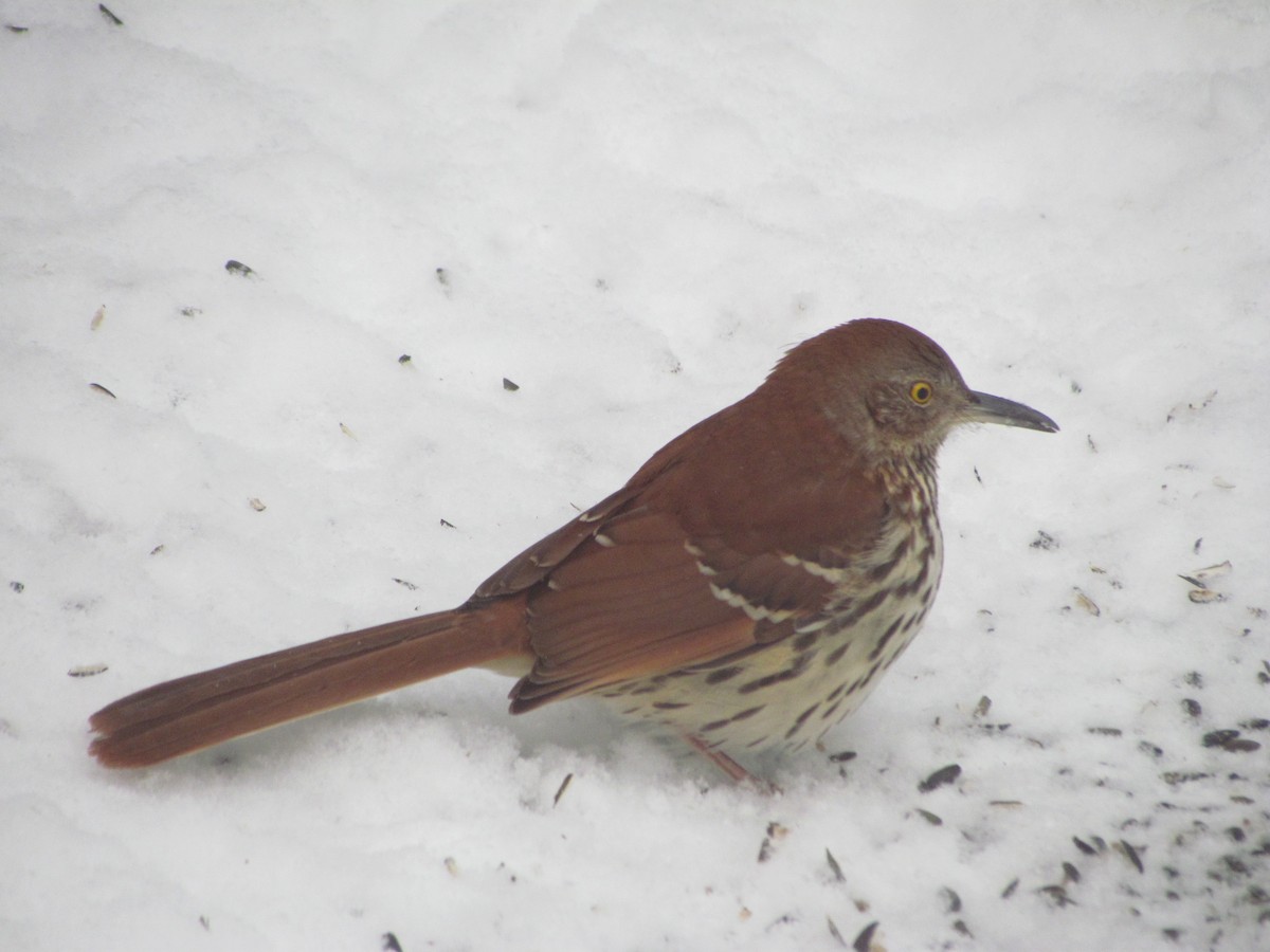 Brown Thrasher - ML22231071